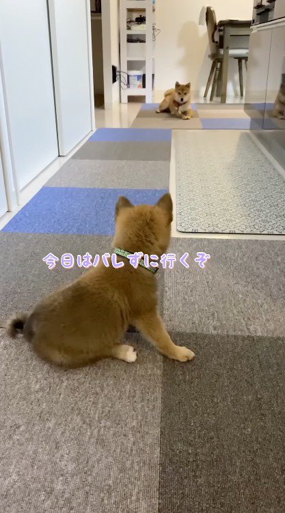 お姉ちゃん犬から離れた場所に座る子犬