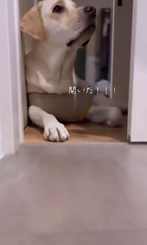 見上げる犬