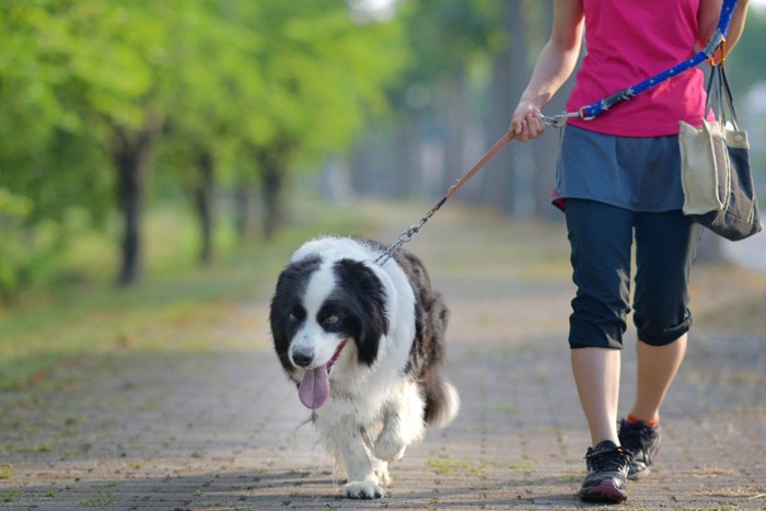 女性の隣を歩く大型犬