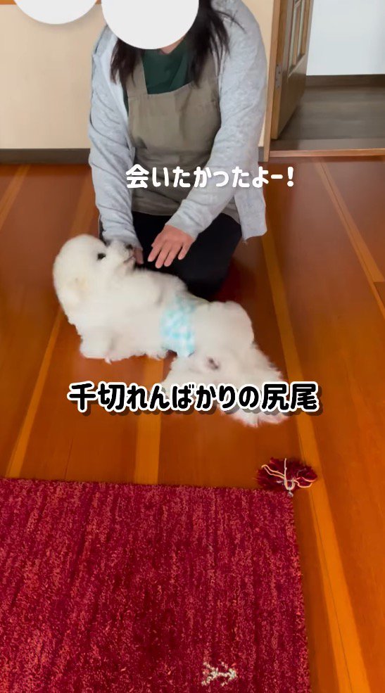 女性にお腹を見せる犬