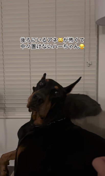 ANELAちゃんが座っていた!