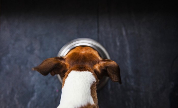 食事中の犬の後頭部