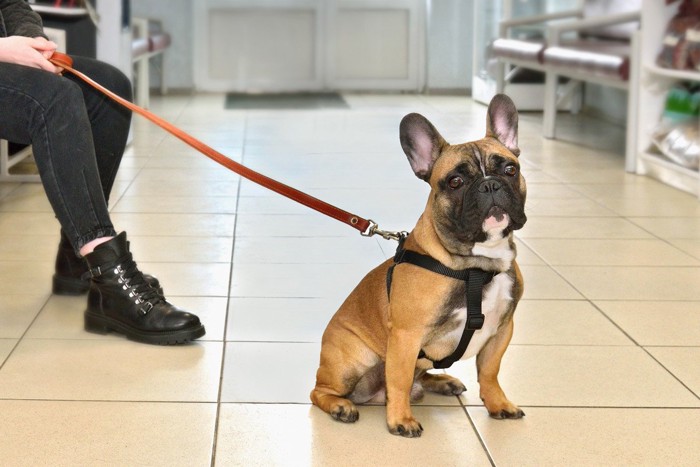 病院の待合室で辛そうな犬