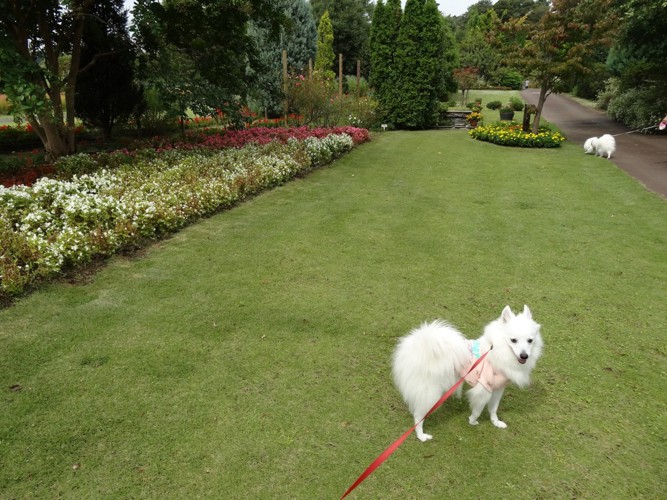 散歩する犬