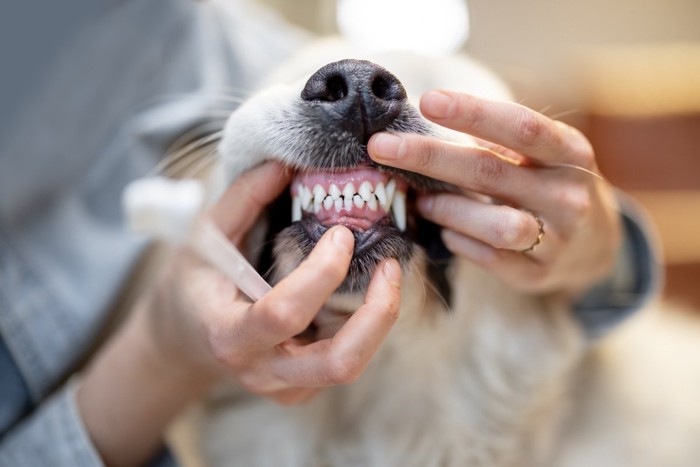 口を触られる犬