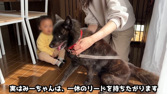 甲斐犬の一休さん