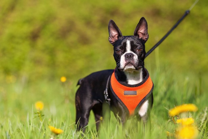 オレンジのハーネスをしている犬