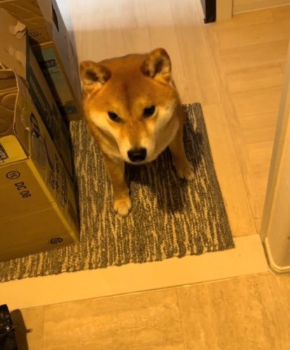 玄関に座る犬