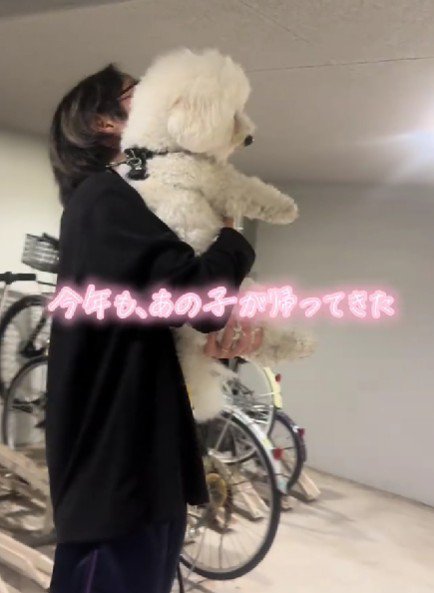 毛が戻ったほたてちゃん