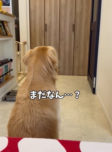 玄関の方を見つめるゴールデンレトリバー