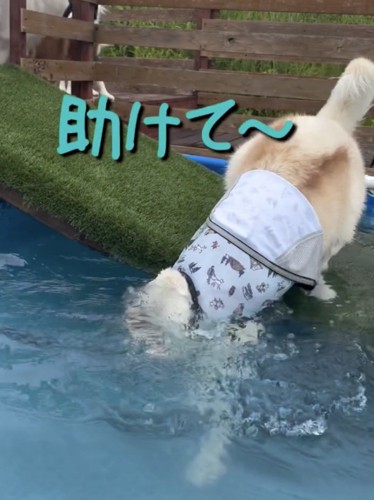 渾身の犬かきを披露