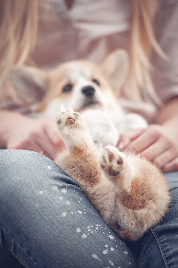 ホールディングされている犬