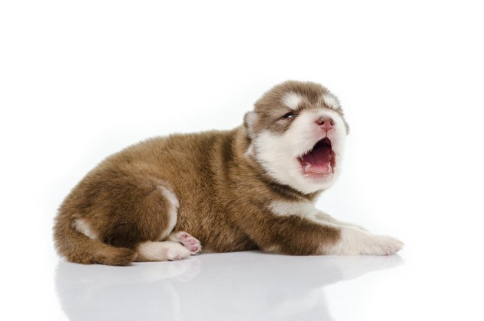 口を開けたハスキーの子犬