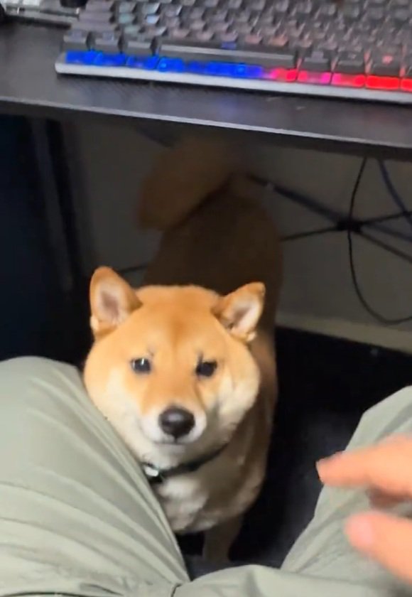 股の間に座るこてつ君