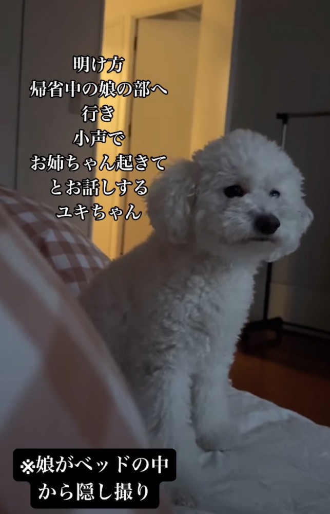 足下で話しかける犬