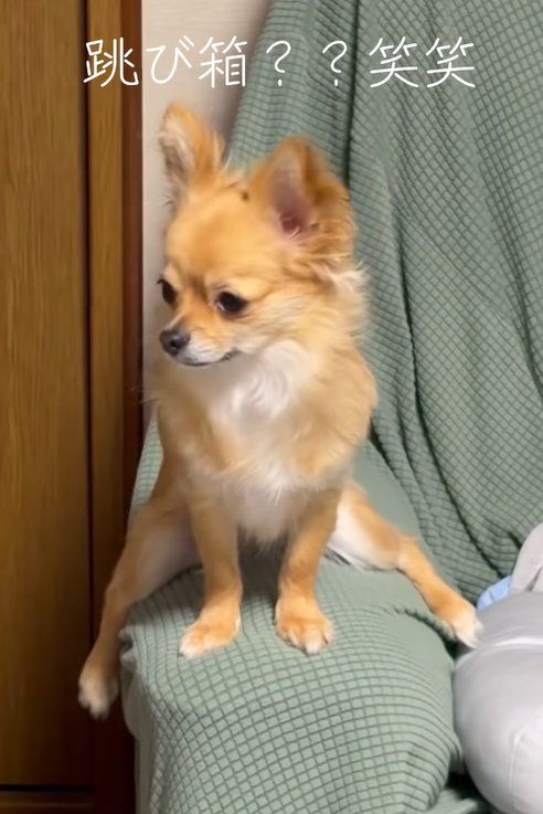 ソファーのひじ掛けにまたがる小型犬