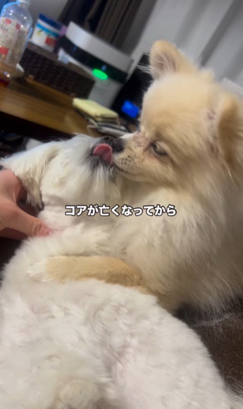 アムちゃんとアオくん4