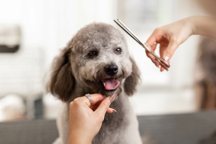 ハサミでトリミング中の犬