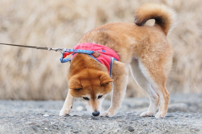 柴犬、赤いハーネス
