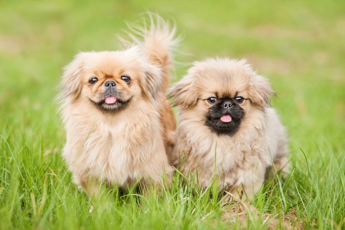 原っぱに並んで立つ成犬と子犬のペキニーズ