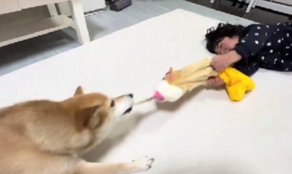 引っ張り合いの主導権はシイちゃん♡