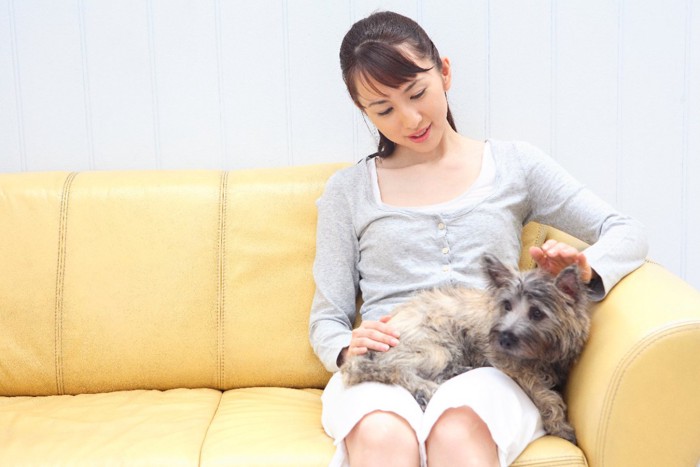 膝に乗る犬を撫でる女性