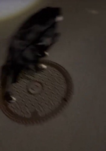 リードを持って歩く