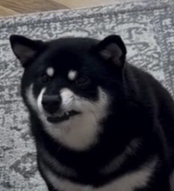 口元が険しくなる犬