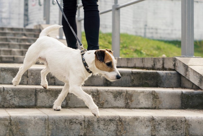 屋外の階段を散歩中に下りる犬