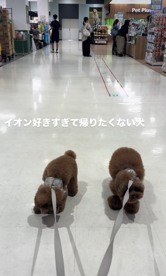 拒否する2匹