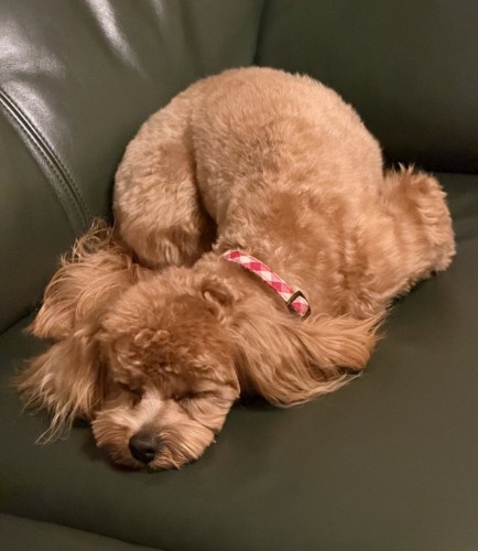 お尻を高く上げて眠る犬