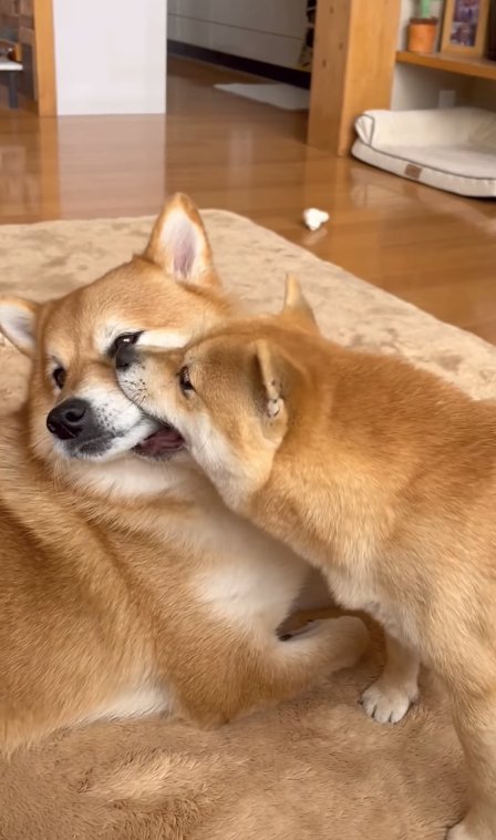 伏せている犬のマズルに噛み付く犬