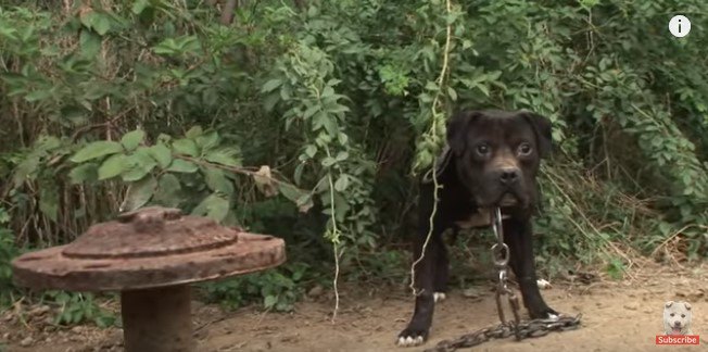 近づいては跳びはねて逃げる犬