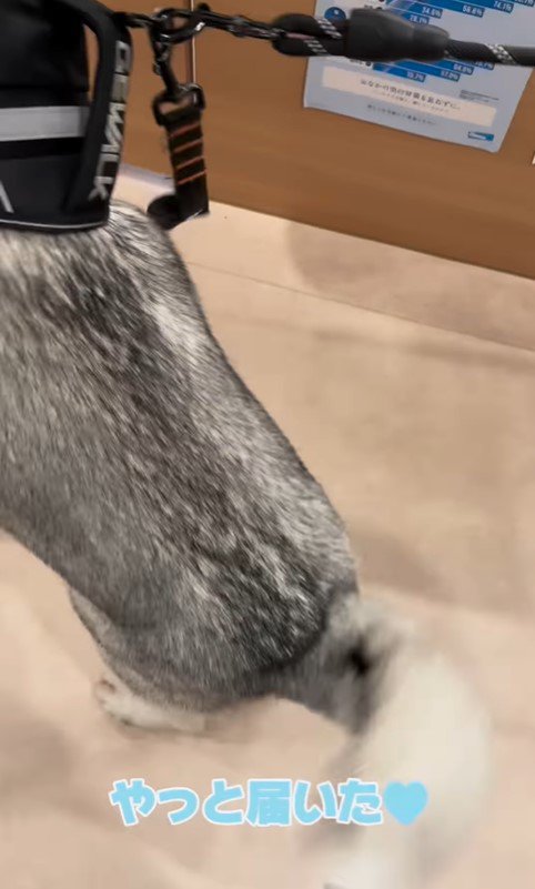 お姉さんが好きすぎるロゼくん⑩