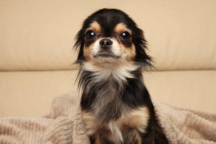 警戒するチワワ