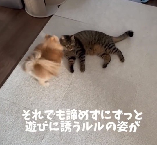 猫のそばを動き回る犬