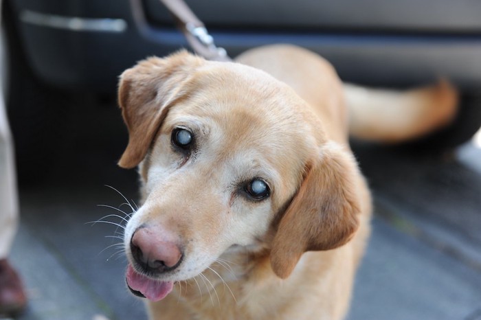 こちらを見つめる白内障の犬