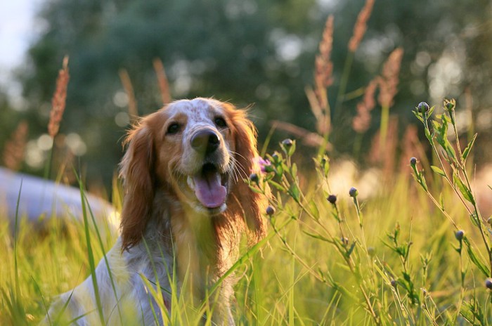 草花の中を歩いている犬