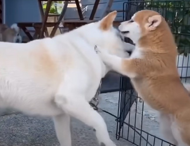 子犬に叩かれる白柴