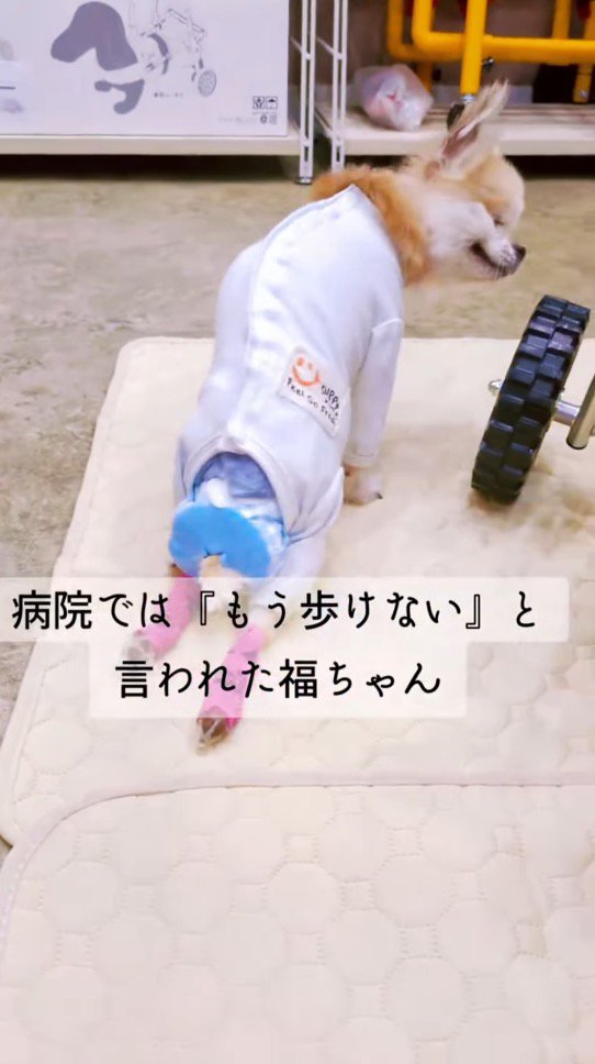 後ろ足が動かず、前足だけで移動する犬