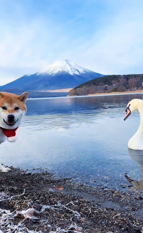 ゴン太くんVS白鳥5