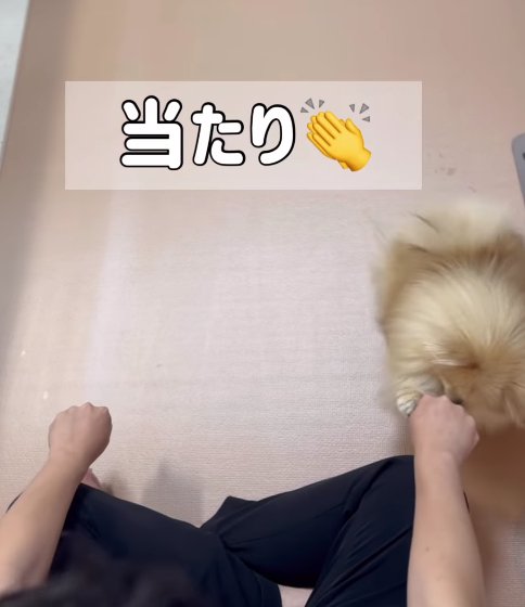 飼い主さんの右手を触る小型犬