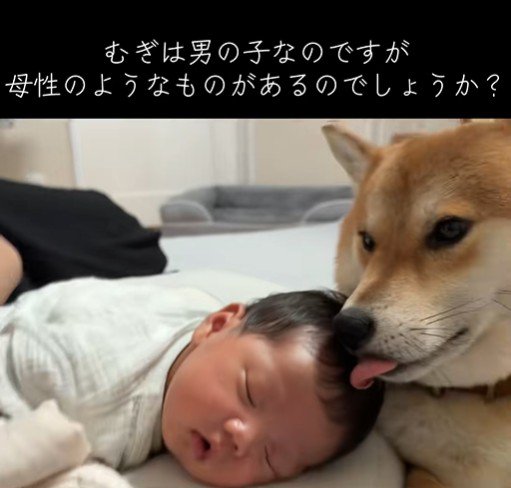 愛おしそうにペロペロ