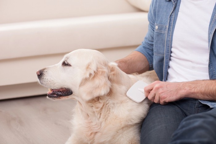 飼い主にブラッシングされている犬