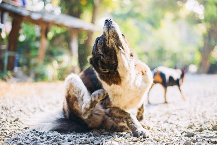 首を掻く犬