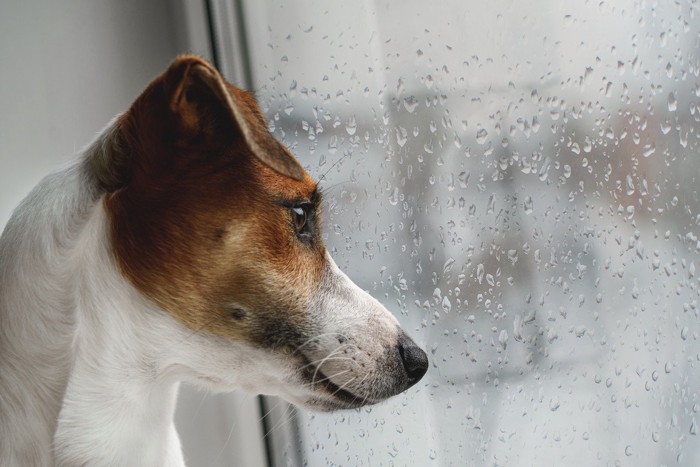 濡れた窓、犬の横顔のアップ