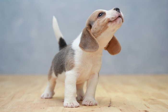 笑顔の子犬