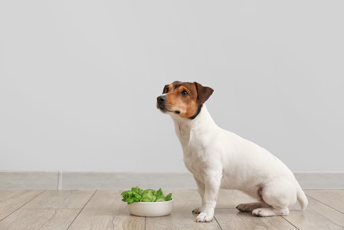 レタスが入った食器の前でお座りをしている犬