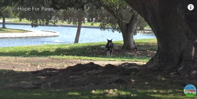 公園に捨てられた犬