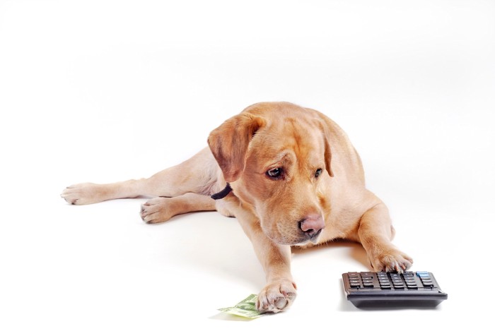 電卓で費用計算をする犬